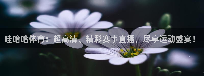 乐球直播间免费观看：哇哈哈体育：超高清、精彩赛事直播，尽享运动盛宴！