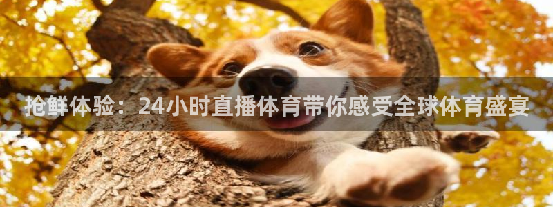 乐球直播世界杯：抢鲜体验：24小时直播体育带你感受全球体育盛宴